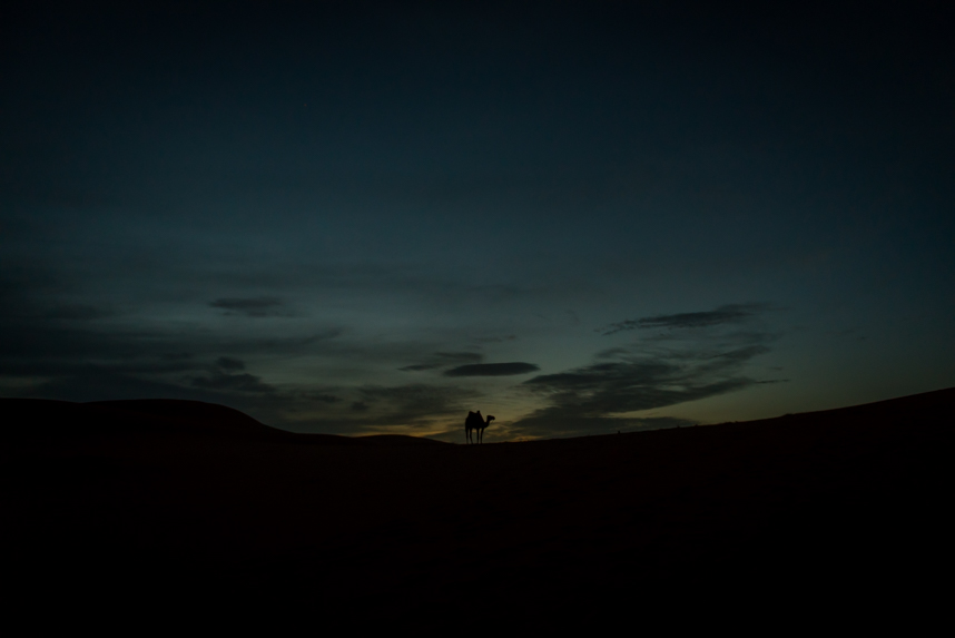 Wielbłąd, Sahara i zachód Słońca