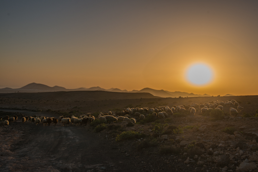 Dużo owiec, droga i zachód słońca...
