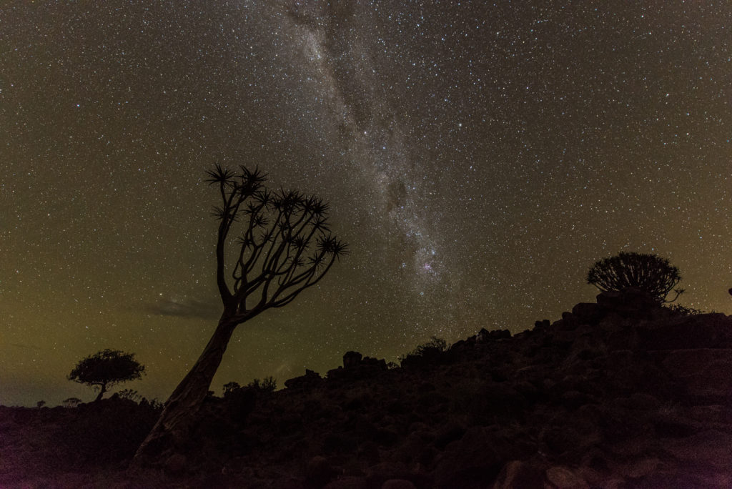 Droga Mleczna i drzewo kołczanowe. Namibia.
