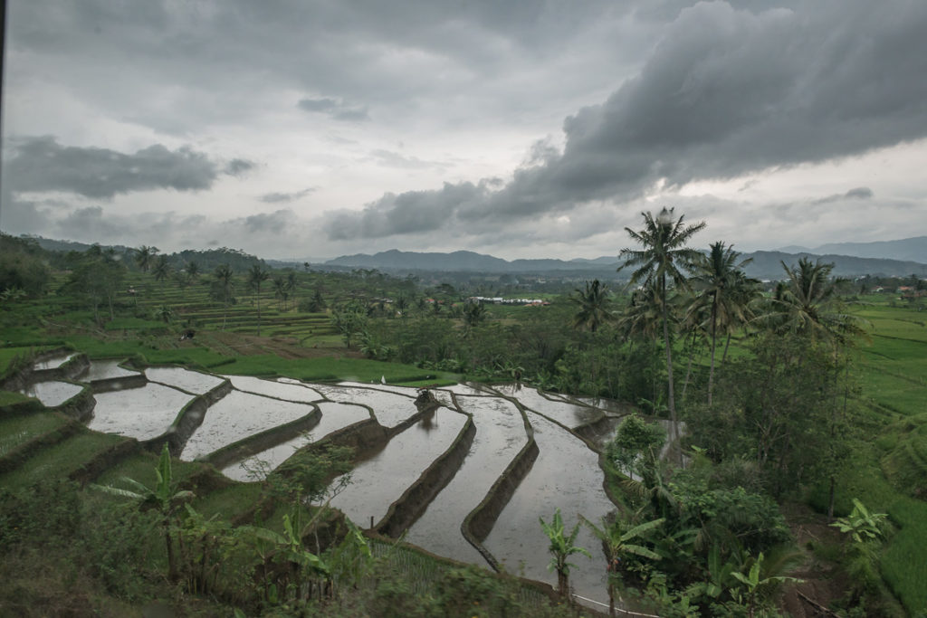 Tydzień na Jawie - Tarasy ryżowe pod Jakartą
