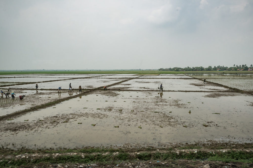 Tydzień na Jawie - Pola ryżowe pod Jakartą