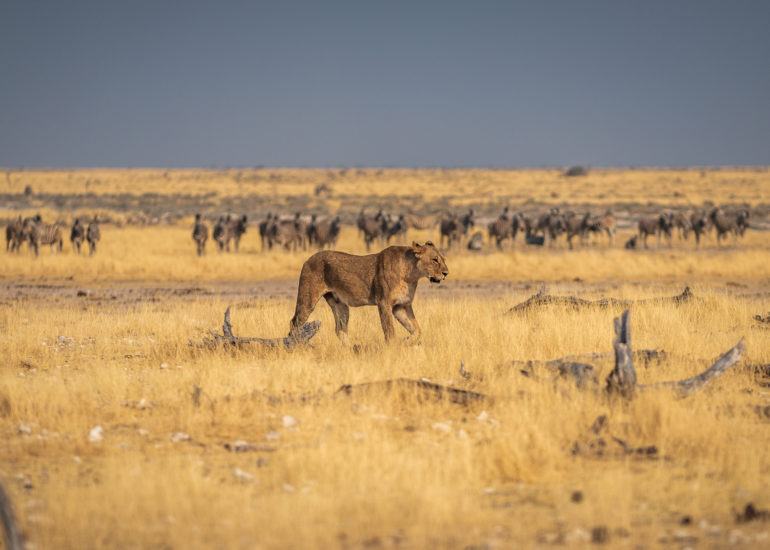 Etosha, Namibia