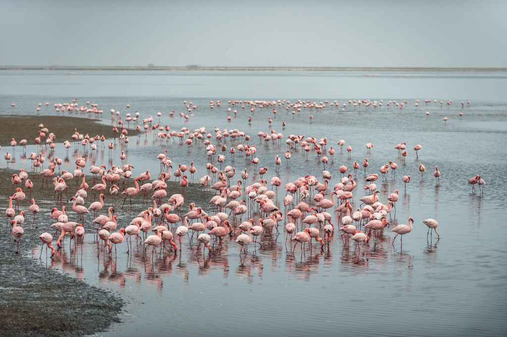 Flamingi w Walvis bay